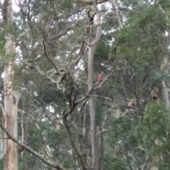 Alisterus scapularis (Australian King-Parrot) at Wingecarribee Local Government Area - 31 Aug 2019 by Echidna