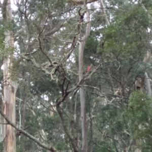 Alisterus scapularis at East Kangaloon - 31 Aug 2019 02:53 PM