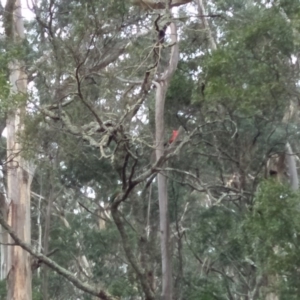 Alisterus scapularis at East Kangaloon - 31 Aug 2019