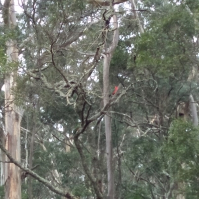 Alisterus scapularis (Australian King-Parrot) at East Kangaloon - 31 Aug 2019 by Echidna