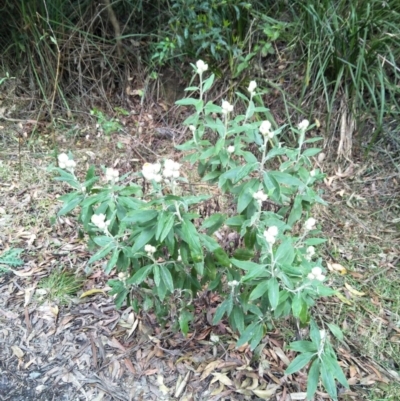 Coronidium elatum subsp. elatum (Tall Everlasting) at Mount Murray - 31 Aug 2019 by Echidna