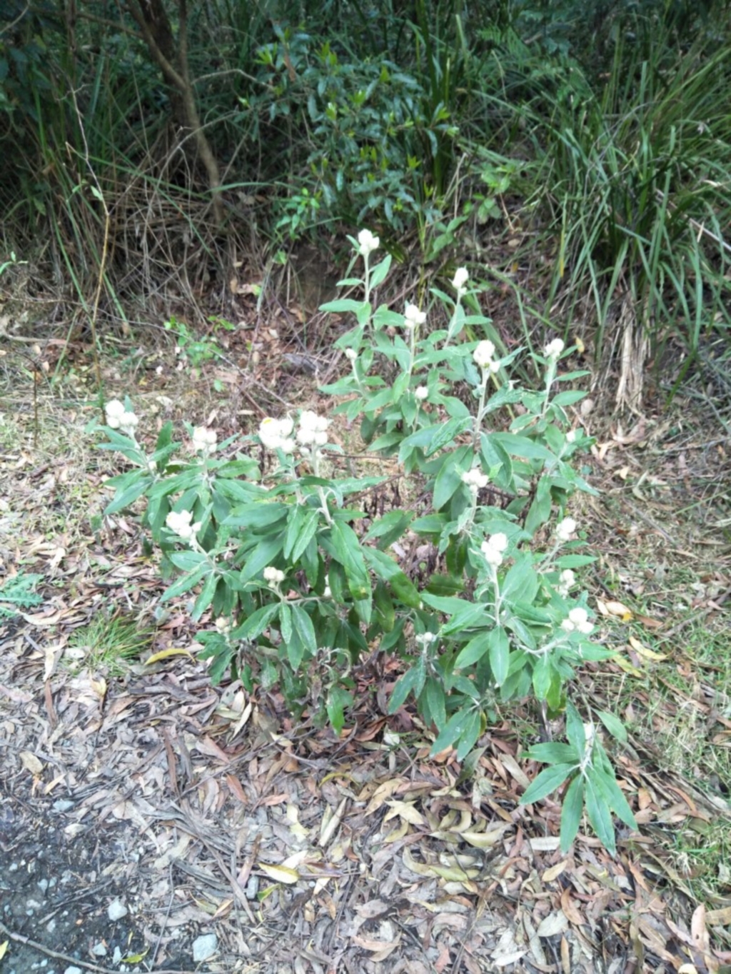 Coronidium elatum subsp. elatum at Mount Murray - 31 Aug 2019