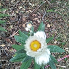 Coronidium elatum subsp. elatum at Mount Murray - 31 Aug 2019 03:15 PM