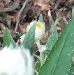 Coronidium elatum subsp. elatum at Mount Murray - 31 Aug 2019 03:15 PM