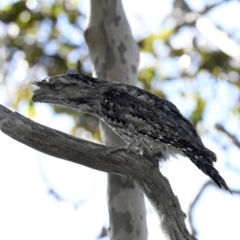 Podargus strigoides (Tawny Frogmouth) at Guerilla Bay, NSW - 1 Sep 2019 by jbromilow50