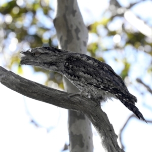 Podargus strigoides at Guerilla Bay, NSW - 1 Sep 2019