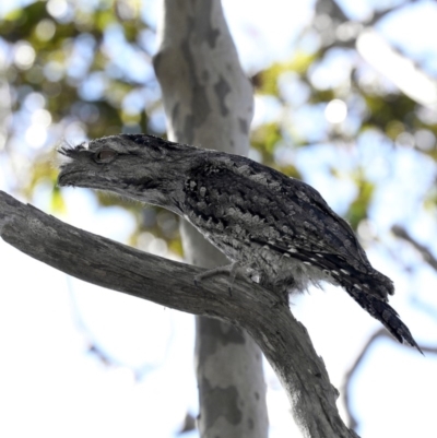 Podargus strigoides (Tawny Frogmouth) at Guerilla Bay, NSW - 1 Sep 2019 by jb2602