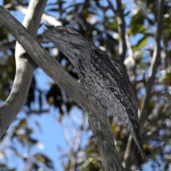 Podargus strigoides at Guerilla Bay, NSW - 1 Sep 2019