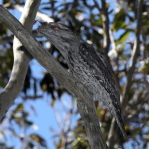 Podargus strigoides at Guerilla Bay, NSW - 1 Sep 2019