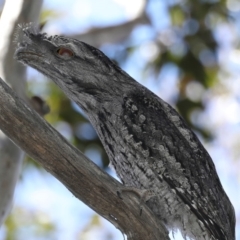 Podargus strigoides at Guerilla Bay, NSW - 1 Sep 2019