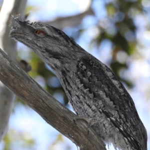 Podargus strigoides at Guerilla Bay, NSW - 1 Sep 2019 12:41 PM