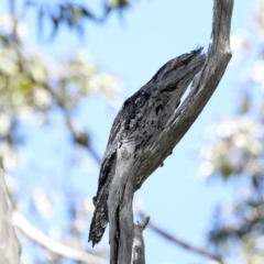Podargus strigoides at Guerilla Bay, NSW - 1 Sep 2019