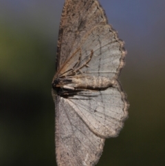 Ectropis excursaria at Evatt, ACT - 2 Sep 2019