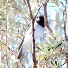 Coracina papuensis (White-bellied Cuckooshrike) at Guerilla Bay, NSW - 1 Sep 2019 by jb2602