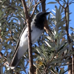 Coracina papuensis at Guerilla Bay, NSW - 1 Sep 2019