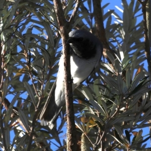 Coracina papuensis at Guerilla Bay, NSW - 1 Sep 2019