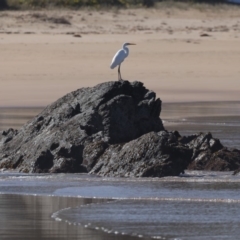 Ardea alba (Great Egret) at Batemans Marine Park - 1 Sep 2019 by jbromilow50