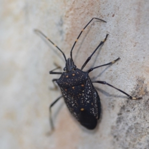 Poecilometis patruelis at Wamboin, NSW - 27 Apr 2019 02:43 PM