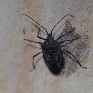 Poecilometis patruelis at Wamboin, NSW - 27 Apr 2019