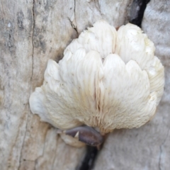 Pleurotus (Oyster Mushroom) at Wamboin, NSW - 8 May 2019 by natureguy