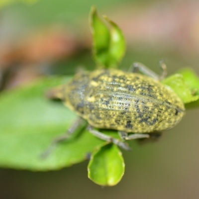 Larinus latus (Onopordum seed weevil) at QPRC LGA - 31 Oct 2018 by natureguy