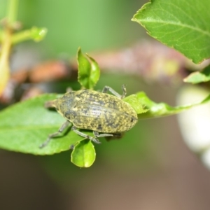 Larinus latus at Wamboin, NSW - 31 Oct 2018