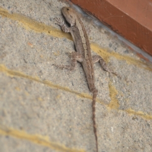 Amphibolurus muricatus at Wamboin, NSW - 31 Oct 2018 02:49 PM