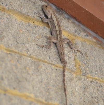 Amphibolurus muricatus (Jacky Lizard) at QPRC LGA - 31 Oct 2018 by natureguy