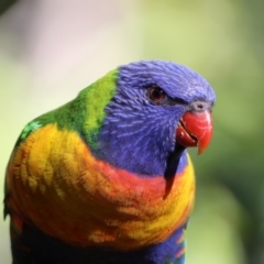 Trichoglossus moluccanus (Rainbow Lorikeet) at Rosedale, NSW - 1 Sep 2019 by jbromilow50