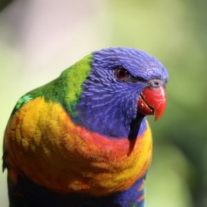 Trichoglossus moluccanus at Rosedale, NSW - 1 Sep 2019