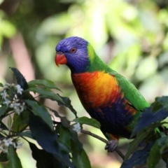 Trichoglossus moluccanus at Rosedale, NSW - 1 Sep 2019