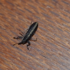 Rhinotia sp. in brunnea-group (A belid weevil) at Wamboin, NSW - 31 Oct 2018 by natureguy