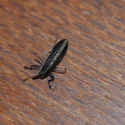 Rhinotia sp. in brunnea-group (A belid weevil) at Wamboin, NSW - 1 Nov 2018 by natureguy