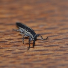 Rhinotia sp. in brunnea-group at Wamboin, NSW - 1 Nov 2018