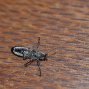 Rhinotia sp. in brunnea-group at Wamboin, NSW - 1 Nov 2018