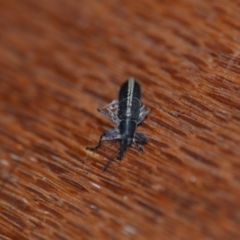 Rhinotia sp. in brunnea-group at Wamboin, NSW - 1 Nov 2018