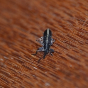 Rhinotia sp. in brunnea-group at Wamboin, NSW - 1 Nov 2018 09:34 AM