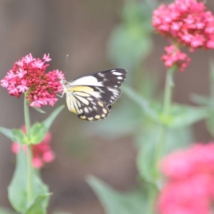 Belenois java at Wamboin, NSW - 1 Nov 2018