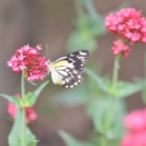 Belenois java at Wamboin, NSW - 1 Nov 2018