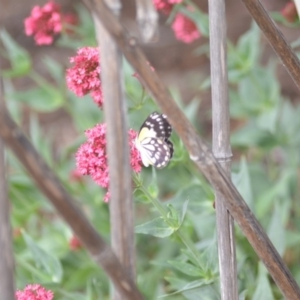 Belenois java at Wamboin, NSW - 1 Nov 2018