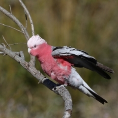 Eolophus roseicapilla (Galah) at Batemans Marine Park - 1 Sep 2019 by jbromilow50