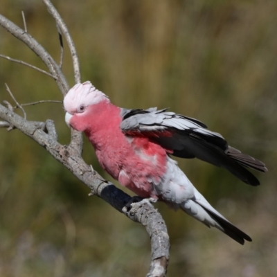 Eolophus roseicapilla (Galah) at Rosedale, NSW - 1 Sep 2019 by jbromilow50