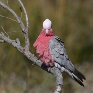 Eolophus roseicapilla at Rosedale, NSW - 1 Sep 2019