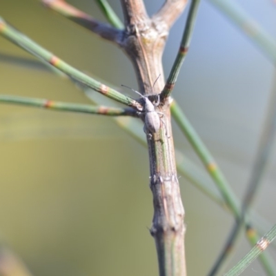Merimnetes sp. (genus) (A weevil) at QPRC LGA - 2 Nov 2018 by natureguy