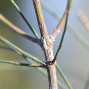Merimnetes sp. (genus) at Wamboin, NSW - 2 Nov 2018
