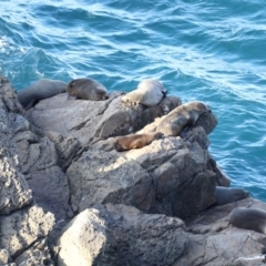 Arctocephalus pusillus doriferus (Australian Fur-seal) at Guerilla Bay, NSW - 1 Sep 2019 by jb2602