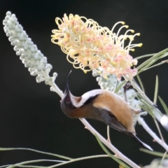 Acanthorhynchus tenuirostris (Eastern Spinebill) at Rosedale, NSW - 1 Sep 2019 by jb2602