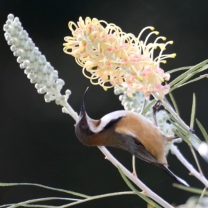 Acanthorhynchus tenuirostris at Rosedale, NSW - 1 Sep 2019