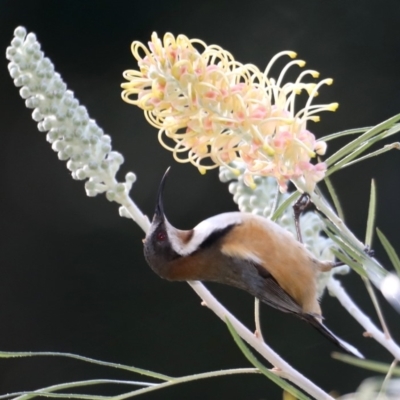 Acanthorhynchus tenuirostris (Eastern Spinebill) at Rosedale, NSW - 1 Sep 2019 by jbromilow50