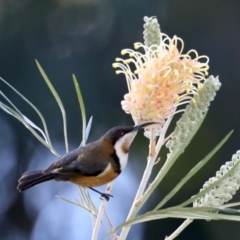 Acanthorhynchus tenuirostris at Rosedale, NSW - 1 Sep 2019 02:00 PM